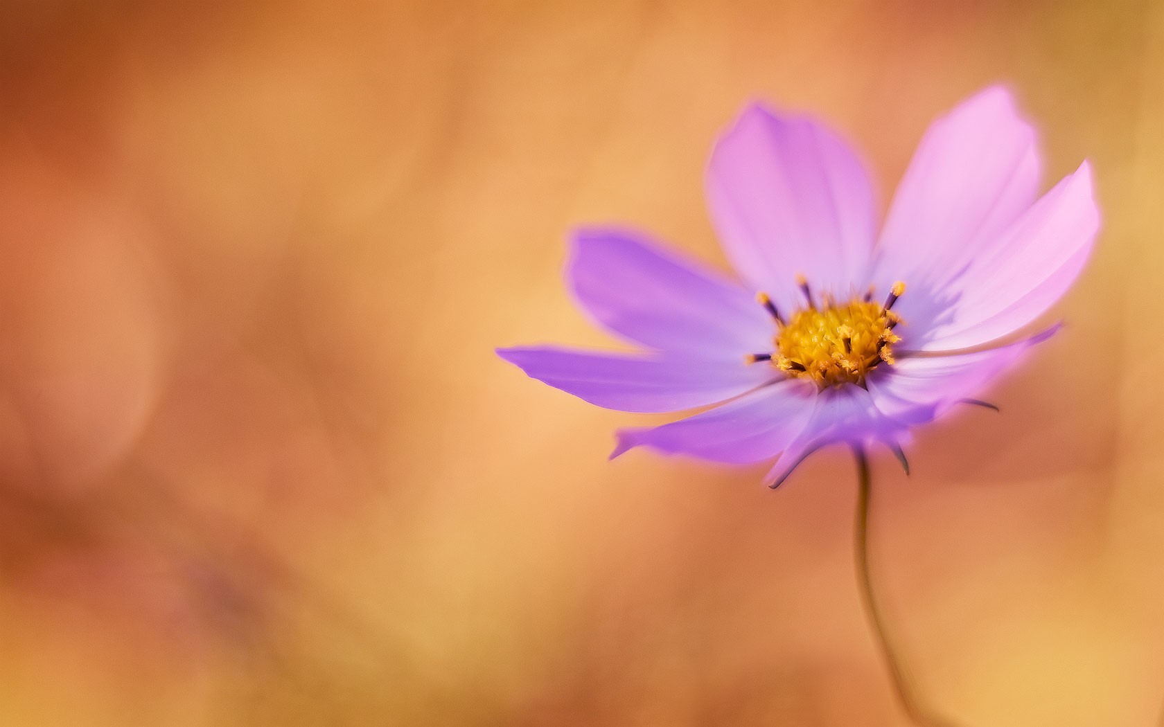 1680 x 1050wall_856562d6832b4fb43e007d540aad0c46.jpg